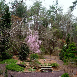 The perennial garden, viewed through a copper arbor at the entrance, May 1, 2004. Siberian irises are the star attraction. Over the years, various vines graced the arbor. A favorite was Ipomoea alba, a night blooming morning glory with 6-inch blossoms that glowed on moonlit nights.