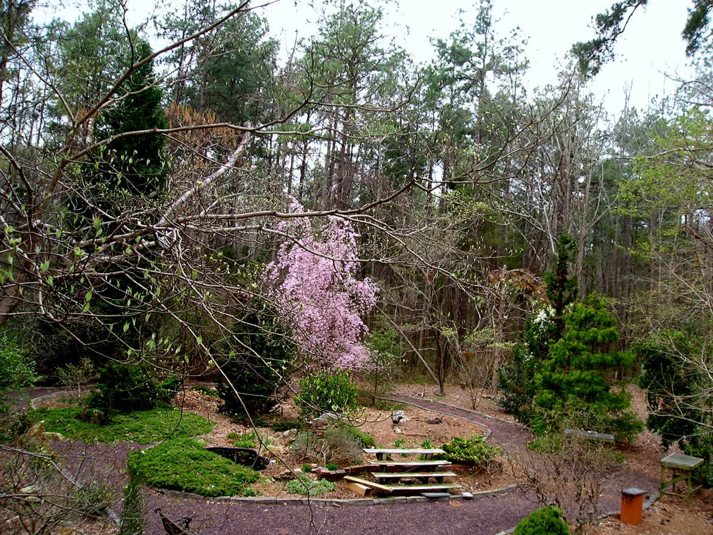 The perennial garden, viewed through a copper arbor at the entrance, May 1, 2004. Siberian irises are the star attraction. Over the years, various vines graced the arbor. A favorite was Ipomoea alba, a night blooming morning glory with 6-inch blossoms that glowed on moonlit nights.