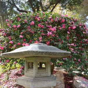 Camellias at the Huntington Botanical Gardens