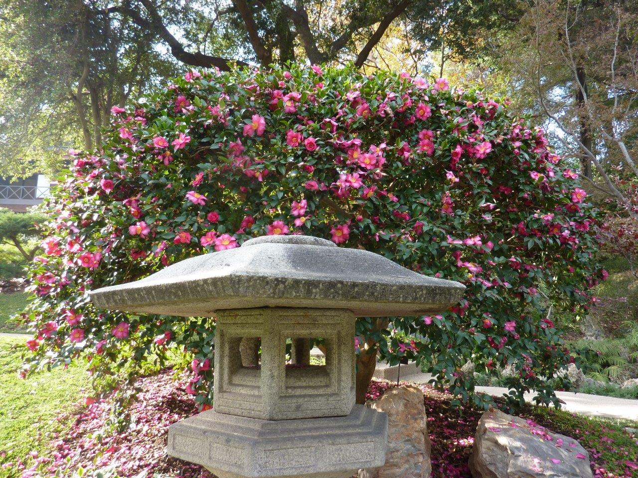 Camellias at the Huntington Botanical Gardens