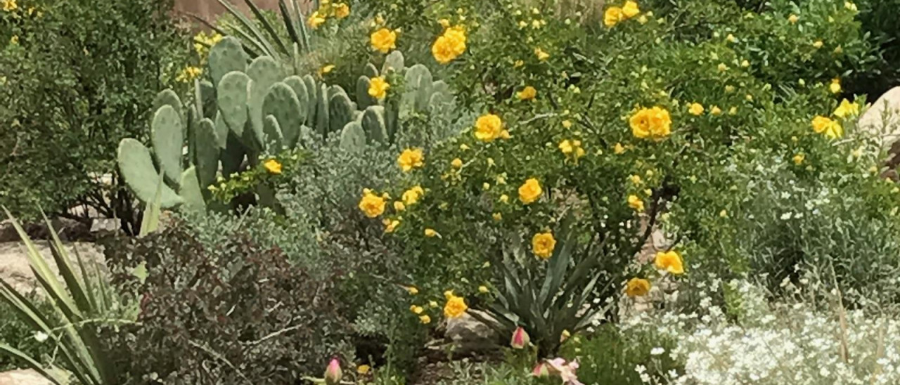 High Desert Rose Garden