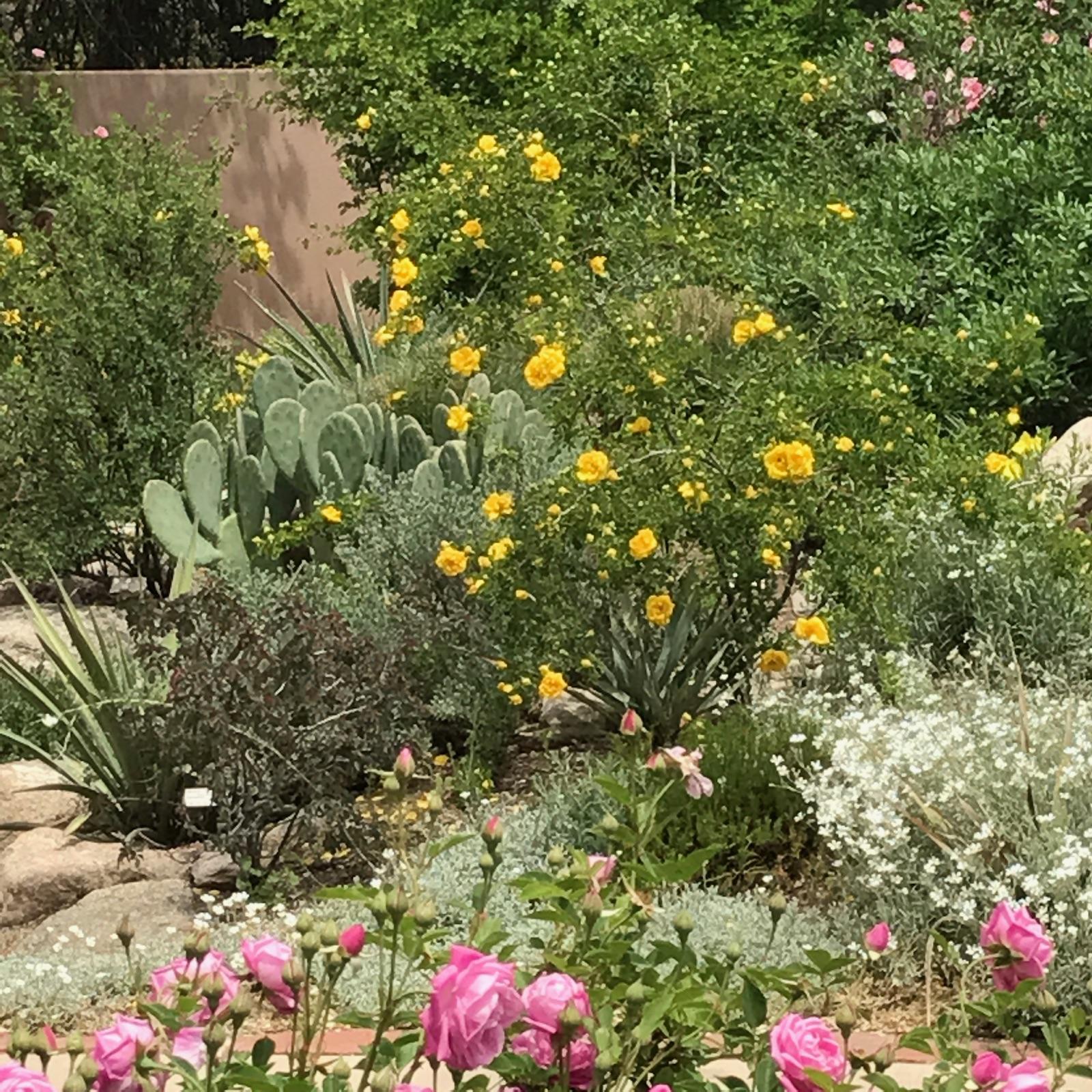 High Desert Rose Garden