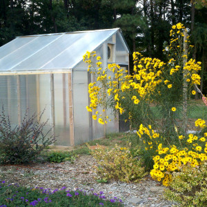 Well Fed Community Garden's greenhouse.