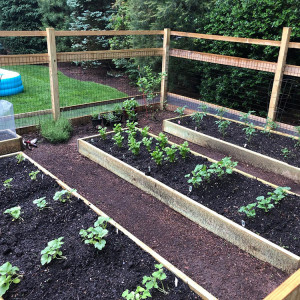 Ivan installed a fence around his garden to protect it from deer.