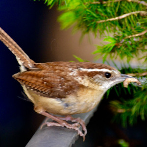 Little brown bird at the Never Give Up! garden.