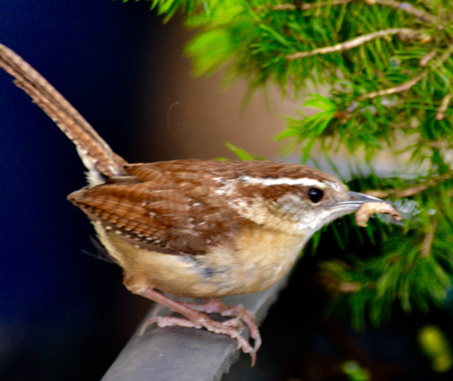 Little brown bird at the Never Give Up! garden.