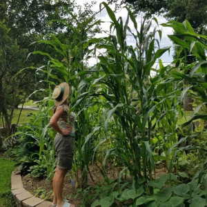 Popcorn Summer: Family Gardening with Indigenous Seeds. Shawnee Indian looking up at corn stalk grown in the summer popcorn garden.