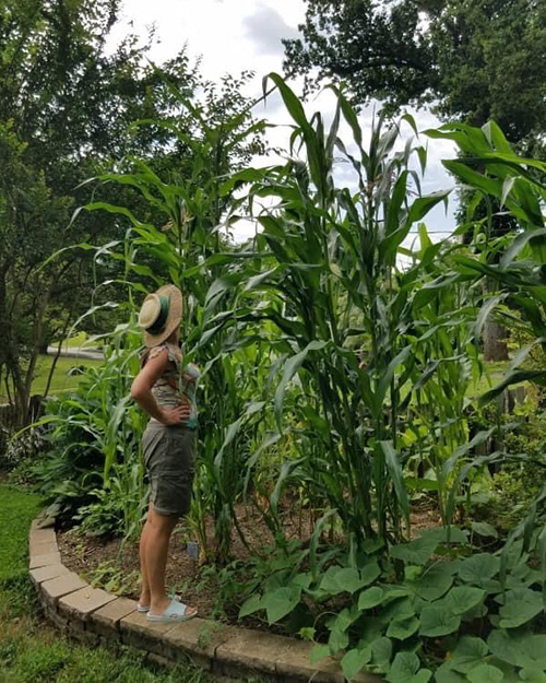 Popcorn Summer: Family Gardening with Indigenous Seeds. Shawnee Indian looking up at corn stalk grown in the summer popcorn garden.