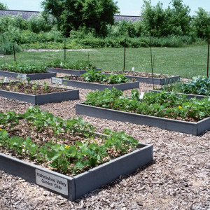 Dahlridge Farm garden plot