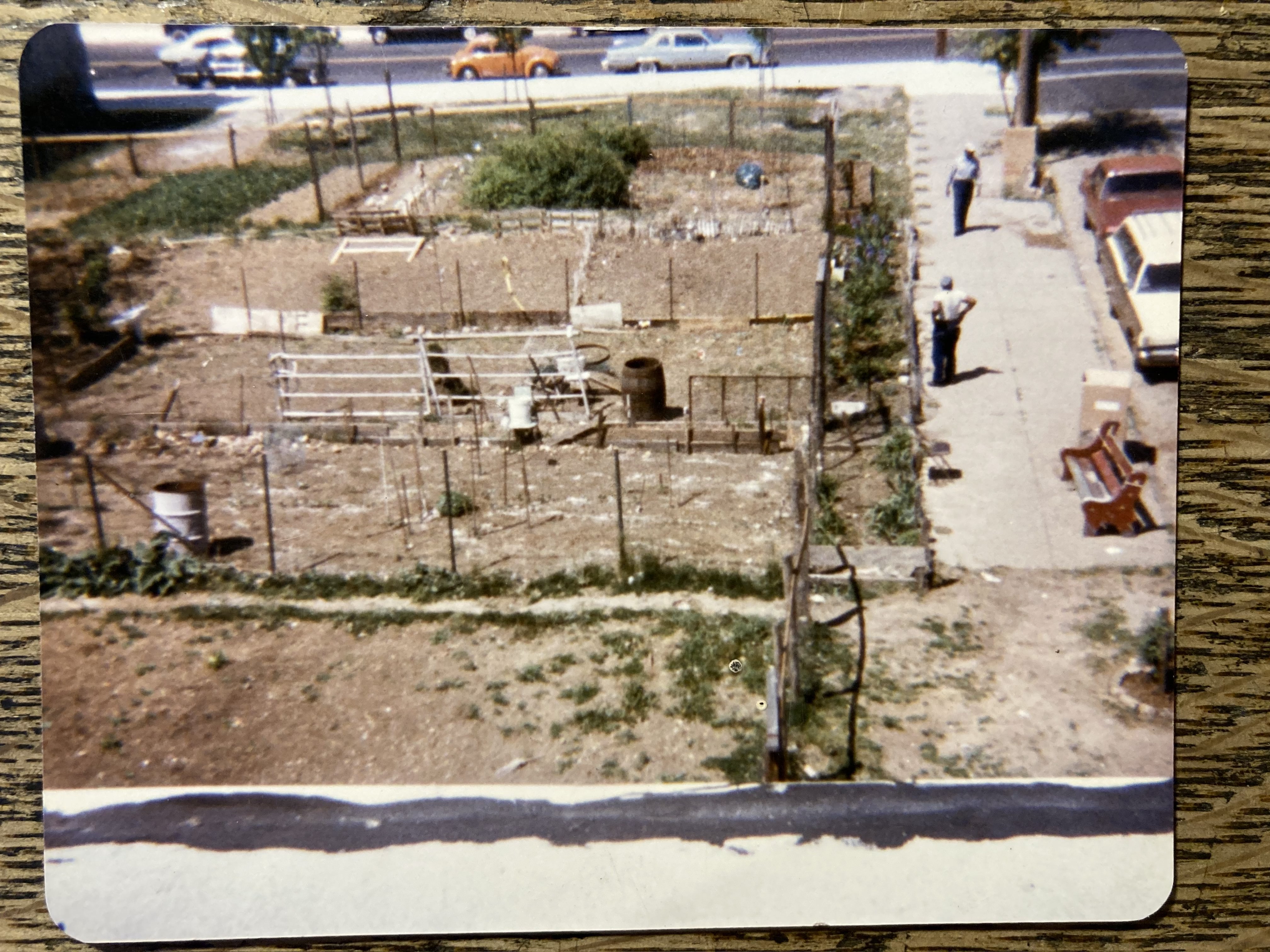 May 1985 photo of garden plots