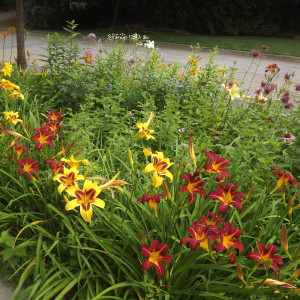 Planting a Pollinator Garden in the Greenbelt/Treebelt/Verge