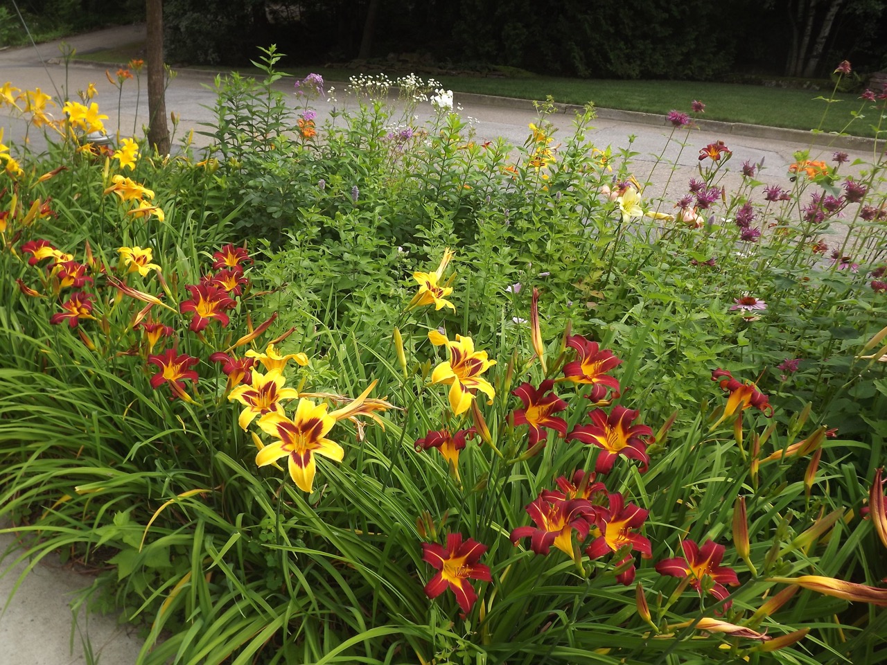 Planting a Pollinator Garden in the Greenbelt/Treebelt/Verge