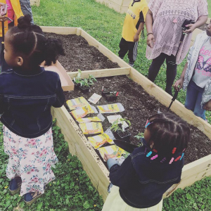 Planting seedlings at Ancestral Roots Community Garden, Menlo Park Neighborhood.