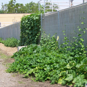 The Herb Garden