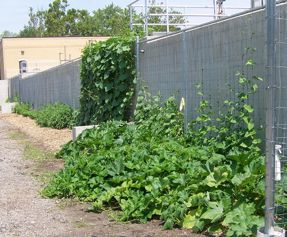 The Herb Garden