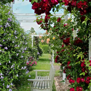 A meandering path in the Bridge Gardens.