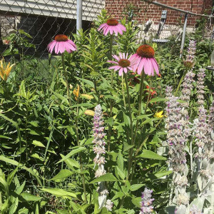 Judy molded her pre-exisiting garden into a butterfly garden with a few plant additions.