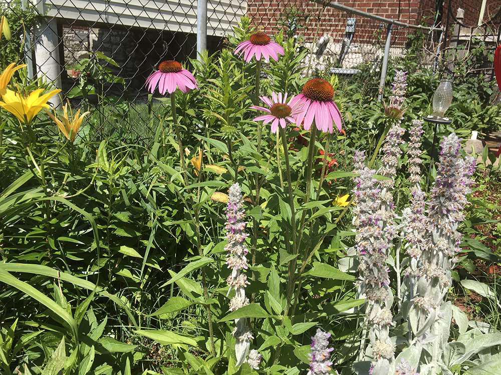 Judy molded her pre-exisiting garden into a butterfly garden with a few plant additions.