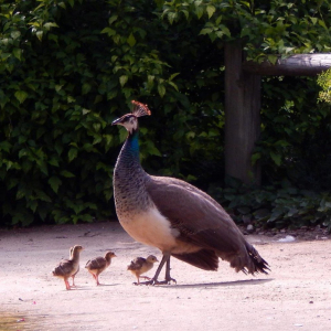 Los Angeles County Arboretum and Botanic Garden