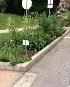 Enjoying the fruits of our labor -- a monarch butterfly garden in full bloom.