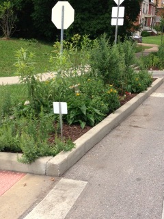 Enjoying the fruits of our labor -- a monarch butterfly garden in full bloom.