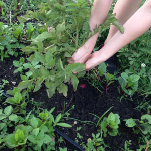 The Neighborhood Farm Initiative