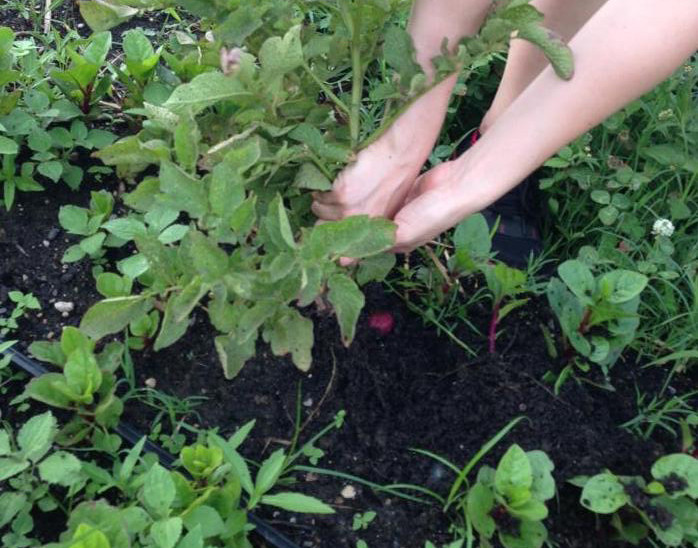 The Neighborhood Farm Initiative