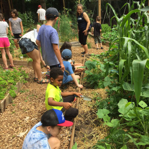 At our Open House in June, master gardeners told the children about walking onions.