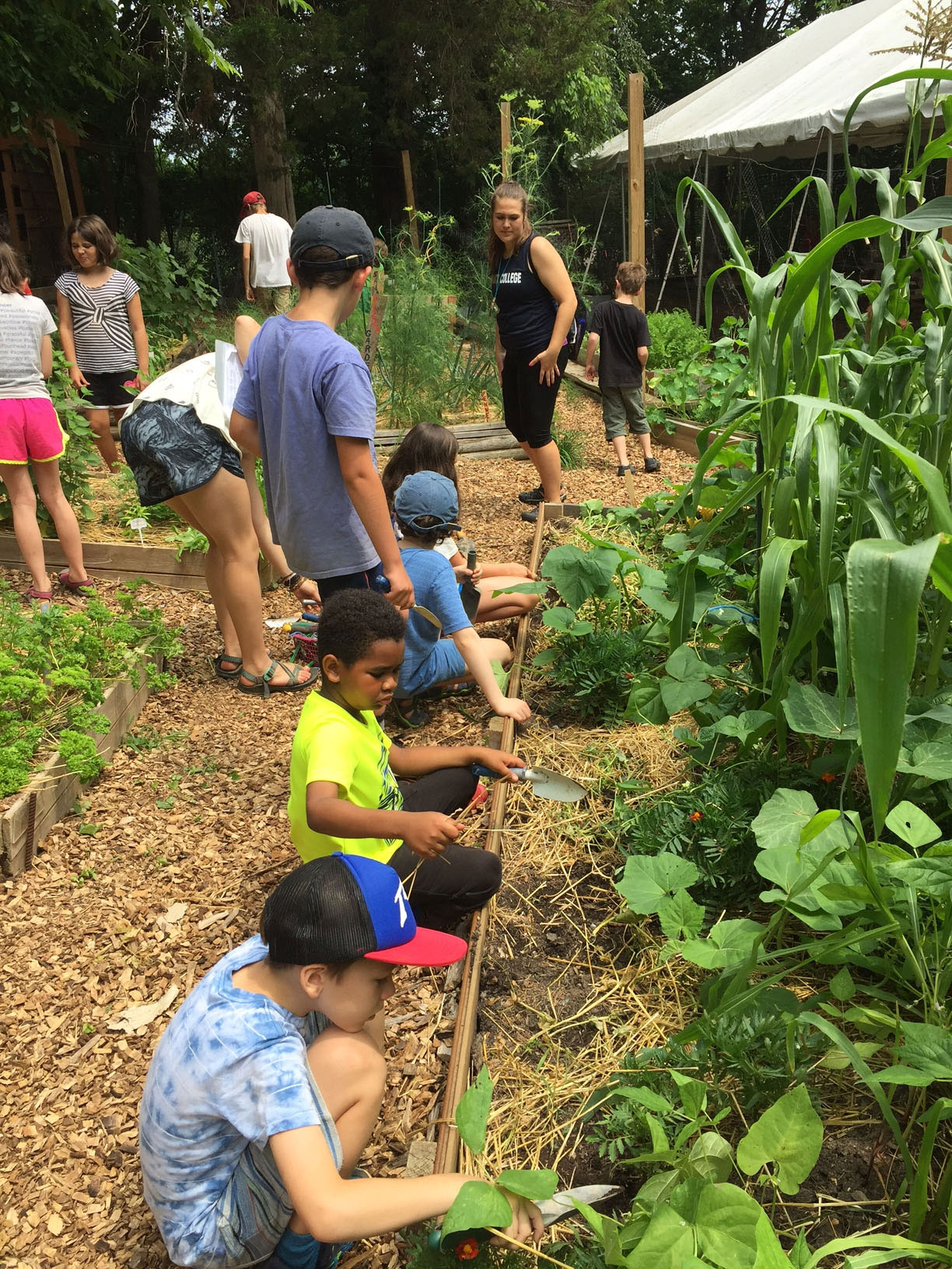 At our Open House in June, master gardeners told the children about walking onions.