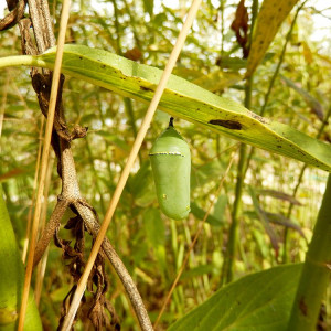 The Milkweeds for Monarchs Garden at Forsyth School