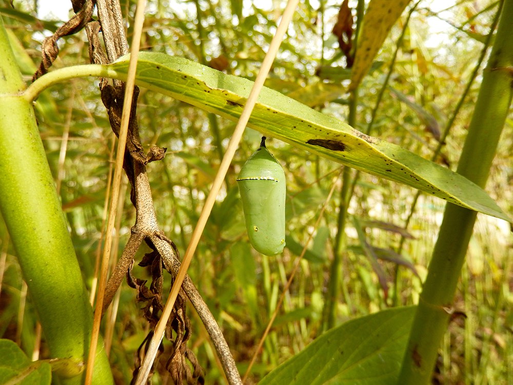 The Milkweeds for Monarchs Garden at Forsyth School