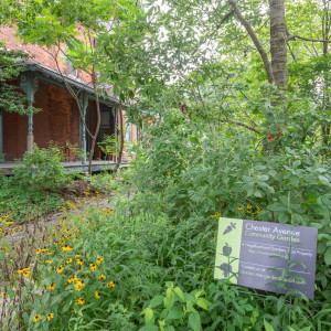 Chester Avenue Community Gardens; Photo of the garden beds brimming with black-eyed Susan, tomato, sweet potato, bean, and Sunflower plants, August 13, 2020. Photographer, Rob Cardillo