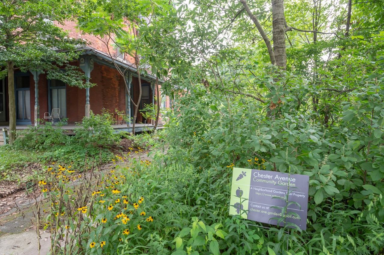 Chester Avenue Community Gardens; Photo of the garden beds brimming with black-eyed Susan, tomato, sweet potato, bean, and Sunflower plants, August 13, 2020. Photographer, Rob Cardillo