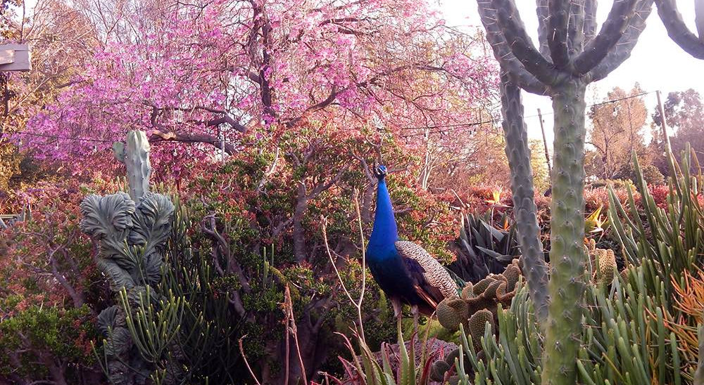 A peacock perched in the Los Angeles County Arboretum and Botanic Garden.