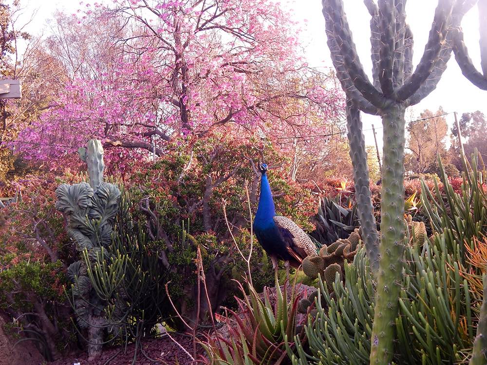 A peacock perched in the Los Angeles County Arboretum and Botanic Garden.