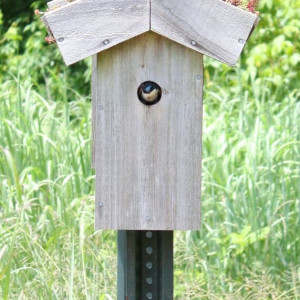 Eggs inside one of the bluebird nesting boxes