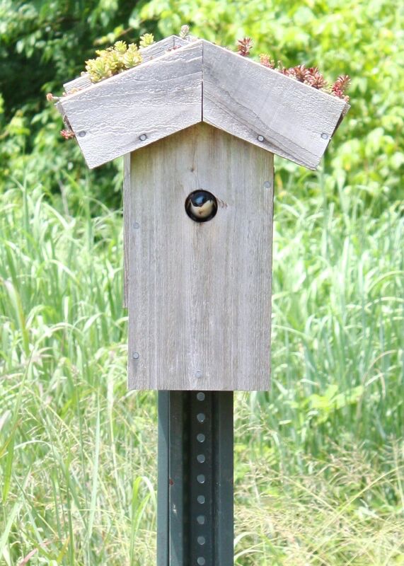 Eggs inside one of the bluebird nesting boxes