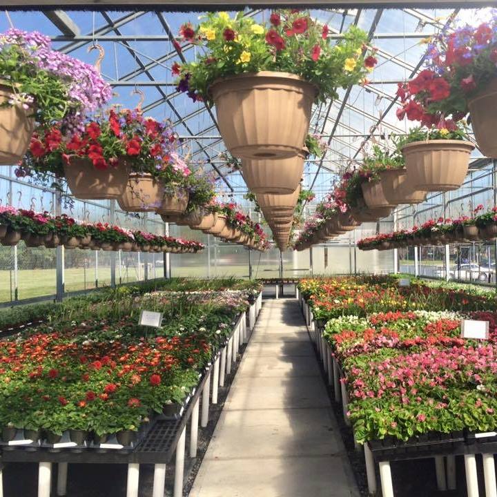 Greenhouses at the A+ Garden Centre