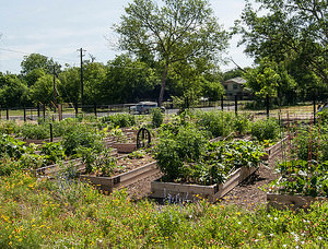 After over a year of planning, collaborators on the North Austin Community Garden project broke ground on October 27, 2013.