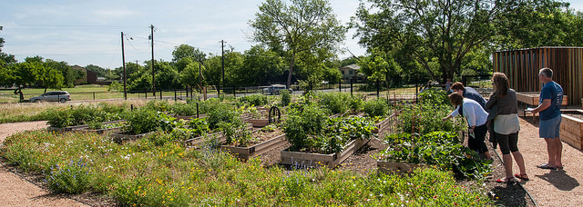 After over a year of planning, collaborators on the North Austin Community Garden project broke ground on October 27, 2013.