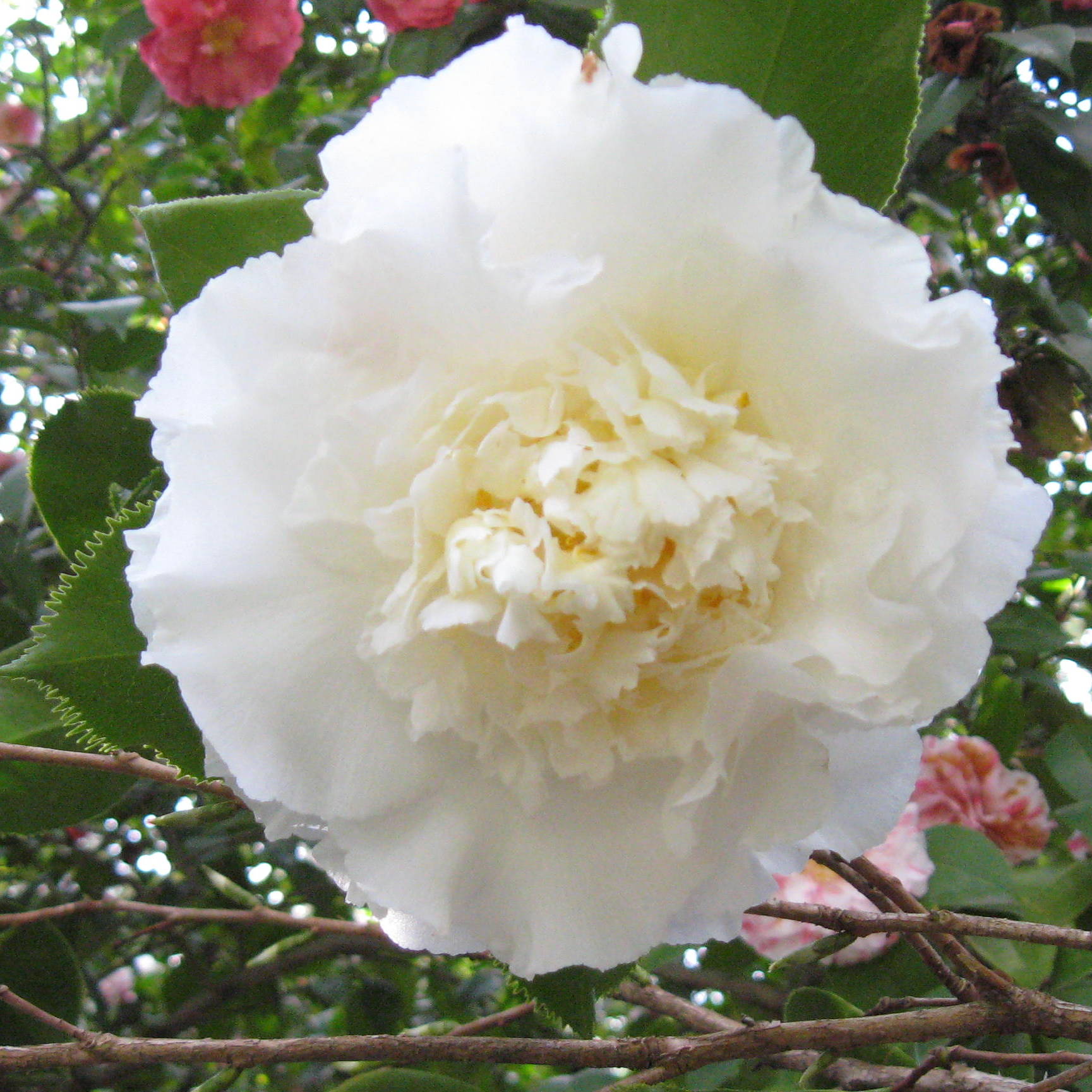 Camellias at the Huntington Botanical Gardens