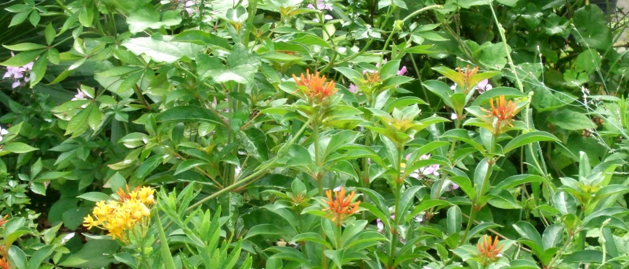 Flowers in the front yard