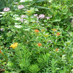 Flowers in the front yard