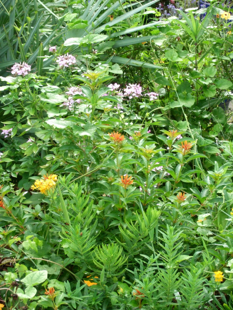 Flowers in the front yard