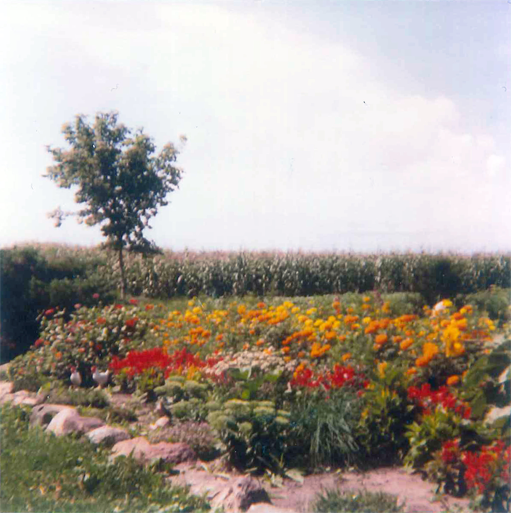 Ma's flower bed behind the house. Joan Diaz, photographer.