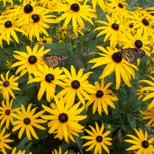 Black-eyed Susans