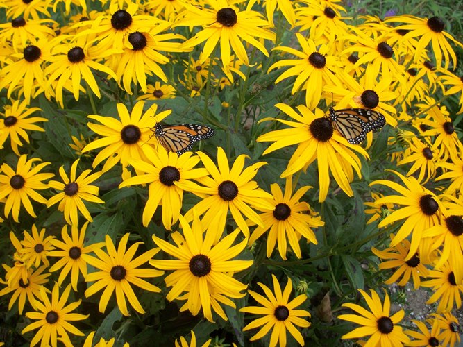 Black-eyed Susans