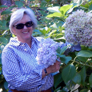 The author's wife, Lynn at Filoli gardens posing with the impressive hydrangeas.