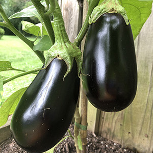 Garden Work to the Rescue. Eggplant from the vegetable garden.