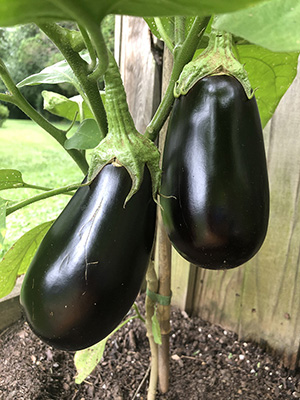 Garden Work to the Rescue. Eggplant from the vegetable garden.